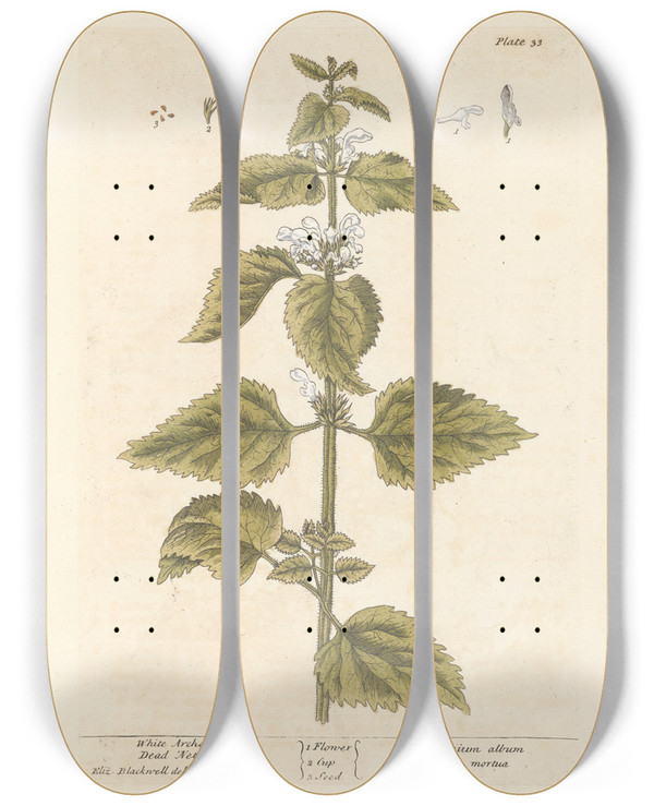 Triptych art skateboard deck of Elizabeth Blackwell White Archangel Dead Nettle by Elizabeth Blackwell (1707-1758)