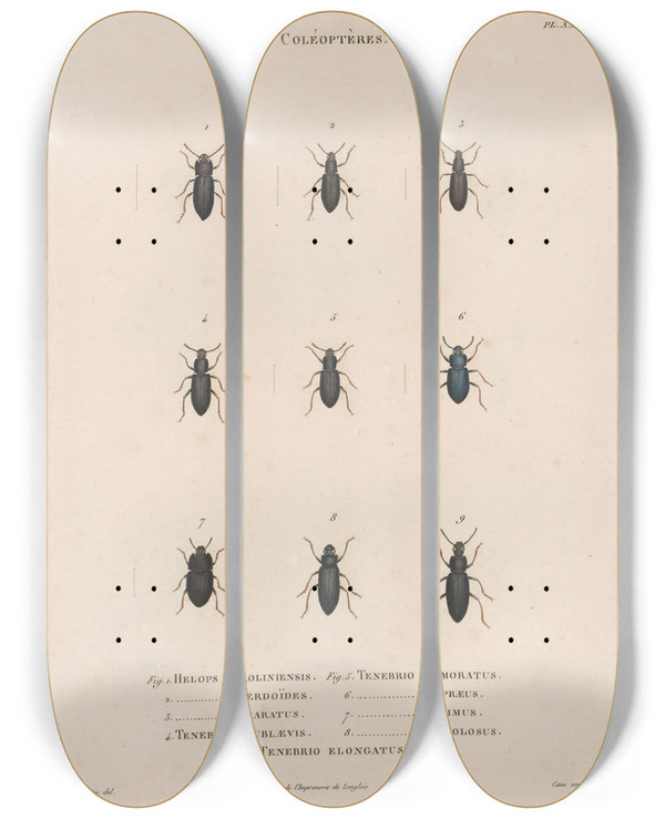 Triptych art skateboard deck of Jean Gabriel Pretre Insectes Recueillis En Afrique Et En Amrique Pl29 by Jean Gabriel Pretre (1768-1849)