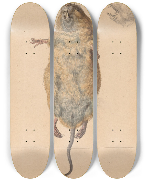 Triptych art skateboard deck of Johann Rudolph Schellenberg A Field Mouse From Below by Johann Rudolph Schellenberg (1740-1806)