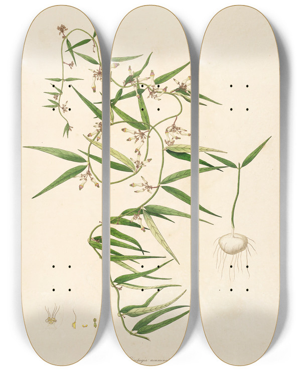 Triptych art skateboard deck of William Roxburgh Plants Of The Coast Of Coromandel Pl008 by William Roxburgh (1751-1815)