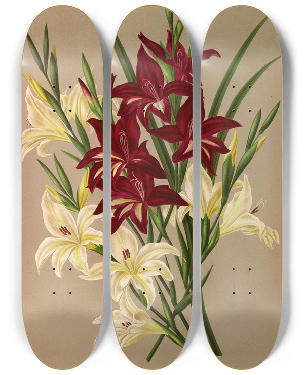 Triptych art skateboard deck of Arentina Hendrica Arendsen Gladiolus Colvillii Gladiolus Colvillii Flore Albo by Arentina Hendrica Arendsen (1836-1915)