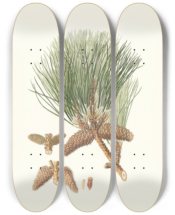 Triptych art skateboard deck of Aylmer Bourke Lambert Pinus Tda Frankincense Pine by Aylmer Bourke Lambert (1761-1842)
