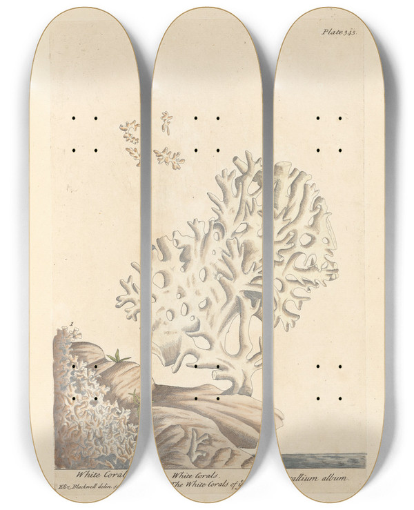 Triptych art skateboard deck of Elizabeth Blackwell White Coral by Elizabeth Blackwell (1707-1758)