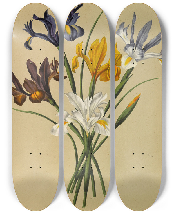 Triptych art skateboard deck of Arentina Hendrica Arendsen Iris Xiphium Iris Hispanica by Arentina Hendrica Arendsen (1836-1915)