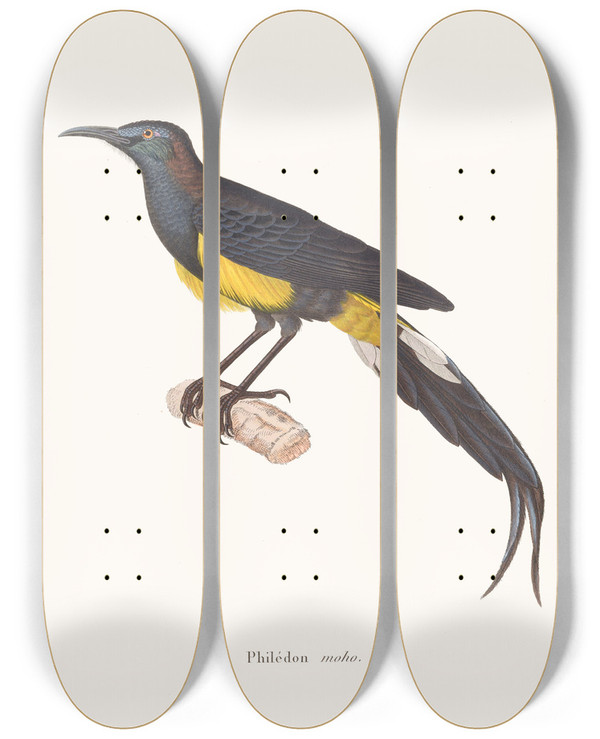 Triptych art skateboard deck of Coenraad Jacob Temminck Phildon Moho by Coenraad Jacob Temminck (1778-1858)