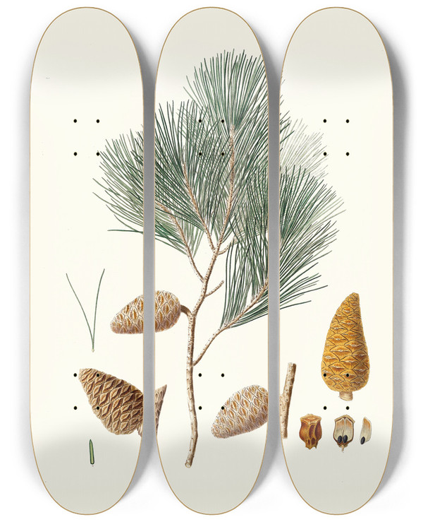 Triptych art skateboard deck of Aylmer Bourke Lambert Pinus Maritima Maritime Pine by Aylmer Bourke Lambert (1761-1842)