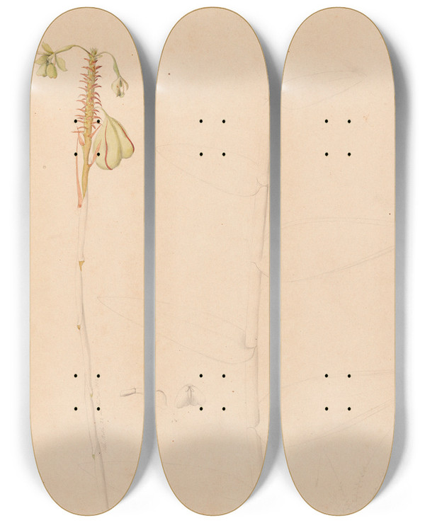 Triptych art skateboard deck of Joo Barbosa Rodrigues Iconographie Des Orchidees Du Bresil Pl26 by Joao Barbosa Rodrigues (1842-1909)