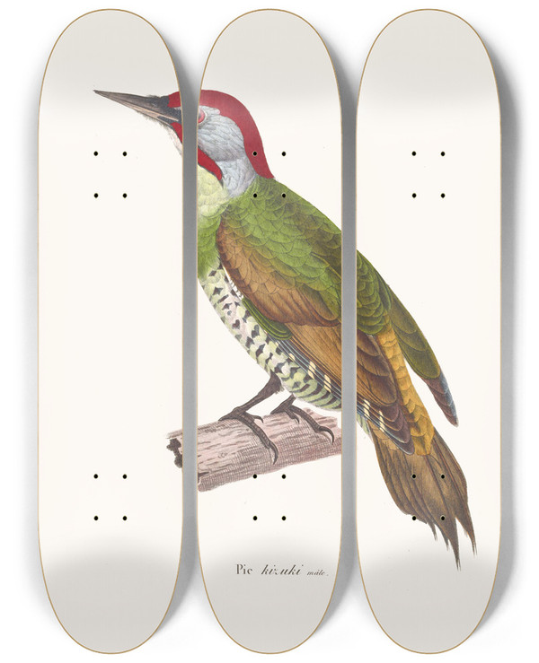 Triptych art skateboard deck of Coenraad Jacob Temminck Pic Kizuki by Coenraad Jacob Temminck (1778-1858)