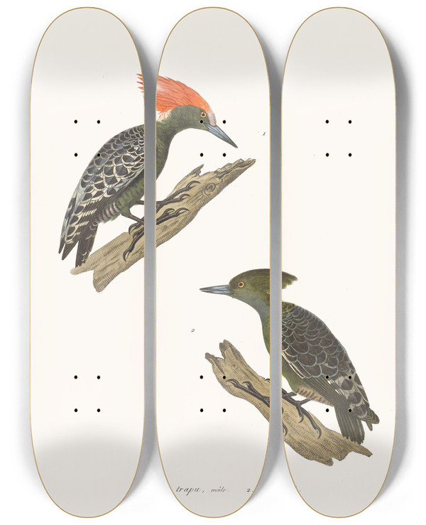 Triptych art skateboard deck of Coenraad Jacob Temminck Pic Trapu by Coenraad Jacob Temminck (1778-1858)