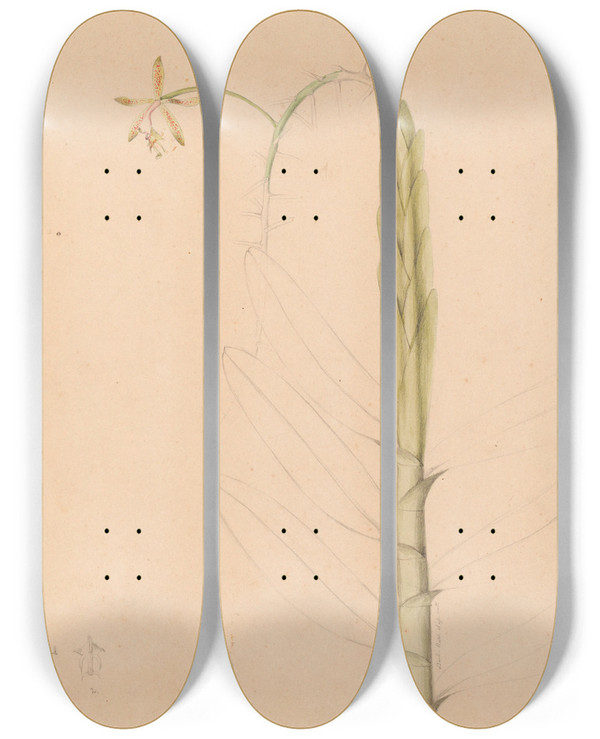 Triptych art skateboard deck of Joo Barbosa Rodrigues Iconographie Des Orchidees Du Bresil Pl22 by Joao Barbosa Rodrigues (1842-1909)