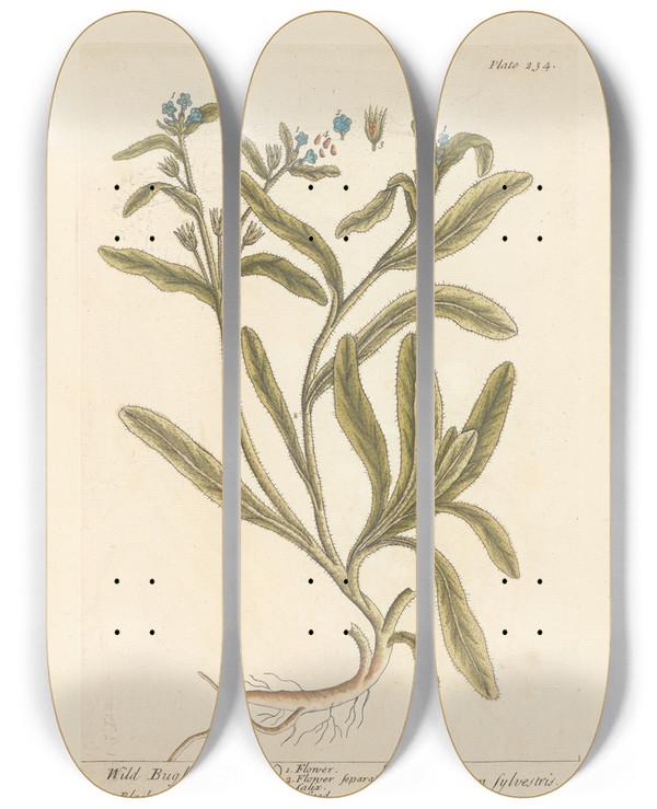 Triptych art skateboard deck of Elizabeth Blackwell Wild Bugloss by Elizabeth Blackwell (1707-1758)