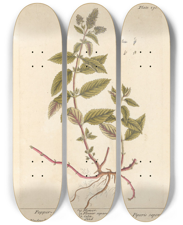 Triptych art skateboard deck of Elizabeth Blackwell Pepper Mint by Elizabeth Blackwell (1707-1758)