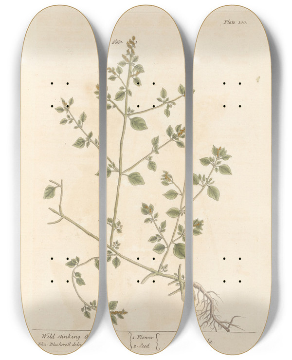 Triptych art skateboard deck of Elizabeth Blackwell Wild Stinking Arrach by Elizabeth Blackwell (1707-1758)