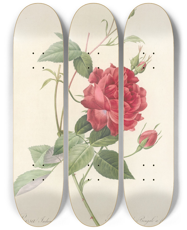 Triptych art skateboard deck of Pierre Joseph Redout Rosa Indica Cruenta by Pierre Joseph Redoute (1759-1840)