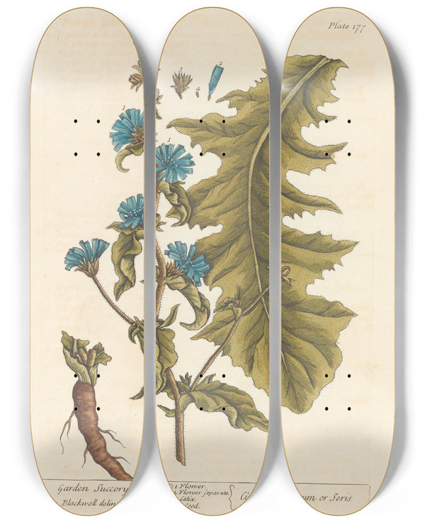 Triptych art skateboard deck of Elizabeth Blackwell Garden Succory by Elizabeth Blackwell (1707-1758)