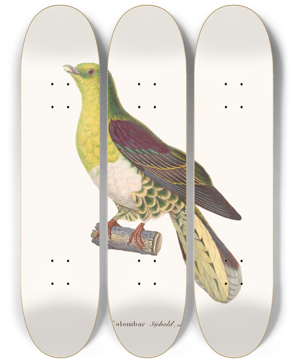 Triptych art skateboard deck of Coenraad Jacob Temminck Colombar Siebold by Coenraad Jacob Temminck (1778-1858)