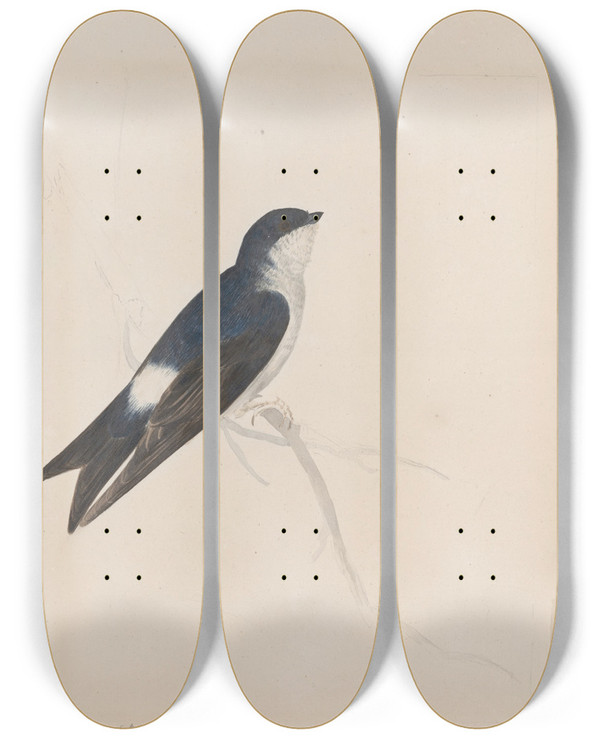 Triptych art skateboard deck of John William Lewin Original Watercolour Drawings Of Birds And Eggs Pl34 by John William Lewin (1770-1819)