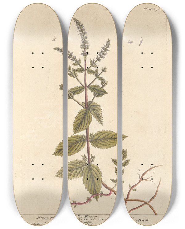 Triptych art skateboard deck of Elizabeth Blackwell Horse Mint by Elizabeth Blackwell (1707-1758)