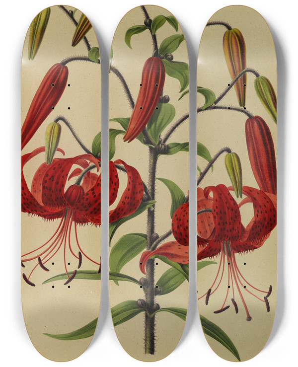 Triptych art skateboard deck of Arentina Hendrica Arendsen Lilium Tigrinum by Arentina Hendrica Arendsen (1836-1915)