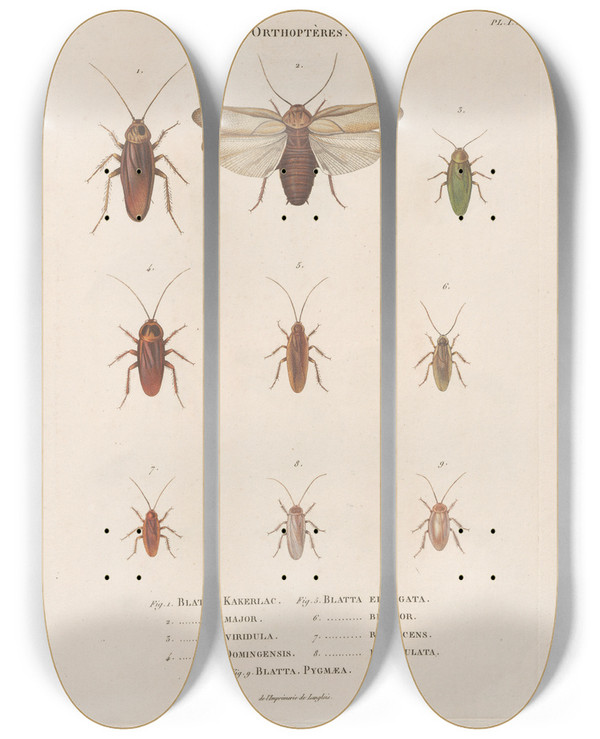 Triptych art skateboard deck of Jean Gabriel Pretre Insectes Recueillis En Afrique Et En Amrique Pl37 by Jean Gabriel Pretre (1768-1849)