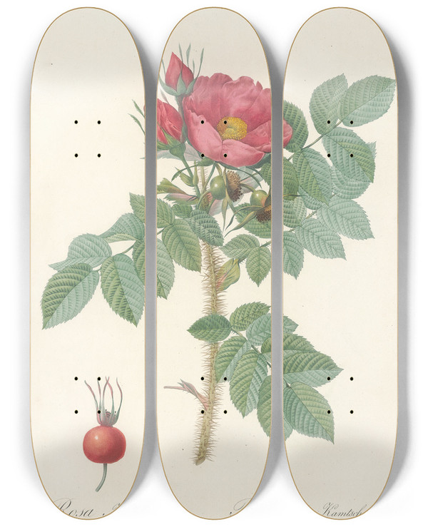 Triptych art skateboard deck of Pierre Joseph Redout Rosa Kamtschatica by Pierre Joseph Redoute (1759-1840)