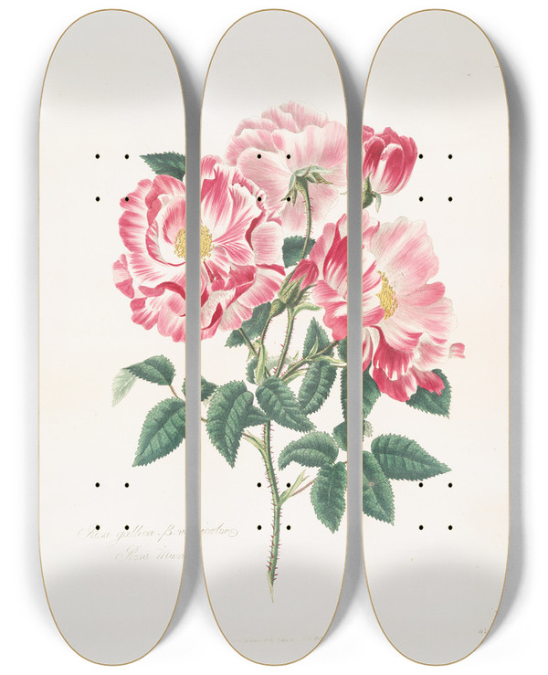 Triptych art skateboard deck of Mary Lawrance Rosa Gallicaversicolor by Mary Lawrance (1776-1831)