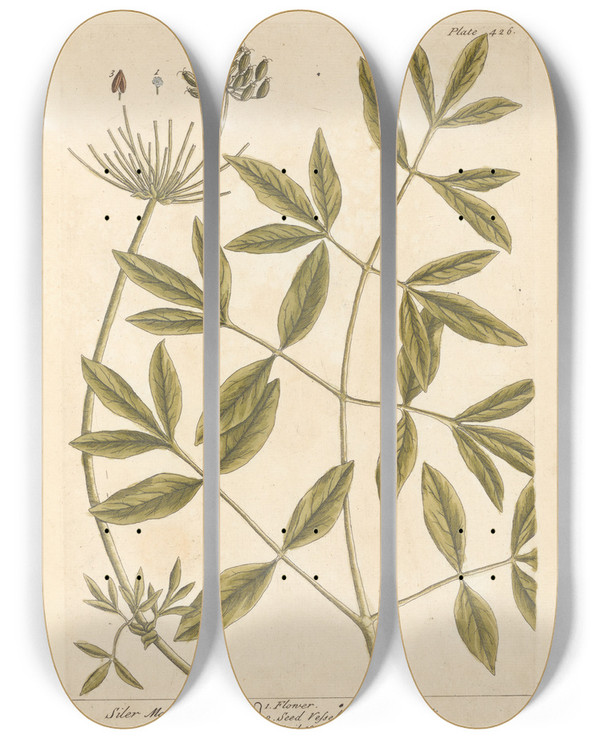 Triptych art skateboard deck of Elizabeth Blackwell Siler Mountain by Elizabeth Blackwell (1707-1758)