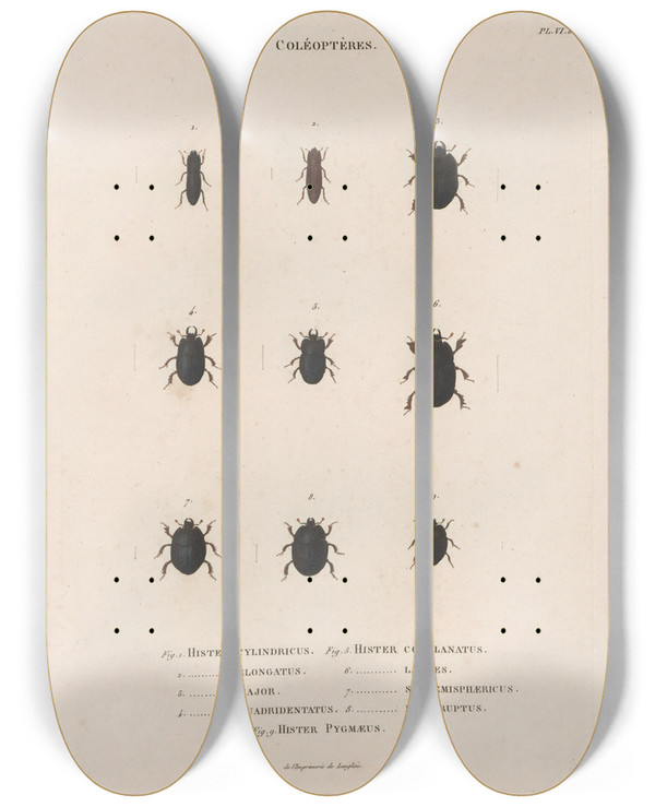 Triptych art skateboard deck of Jean Gabriel Pretre Insectes Recueillis En Afrique Et En Amrique Pl11 by Jean Gabriel Pretre (1768-1849)