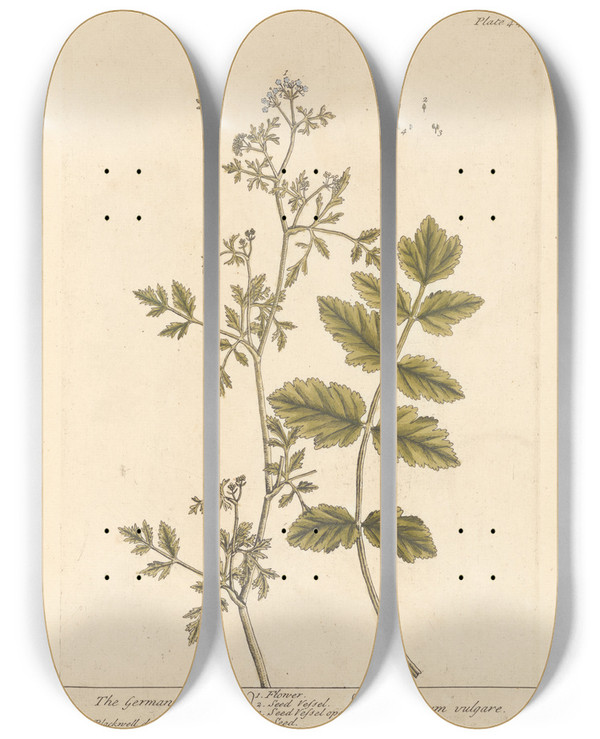 Triptych art skateboard deck of Elizabeth Blackwell The German Amomum by Elizabeth Blackwell (1707-1758)