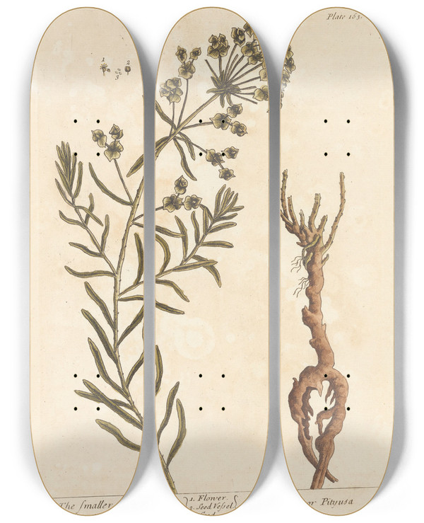 Triptych art skateboard deck of Elizabeth Blackwell The Smaller Spurge by Elizabeth Blackwell (1707-1758)