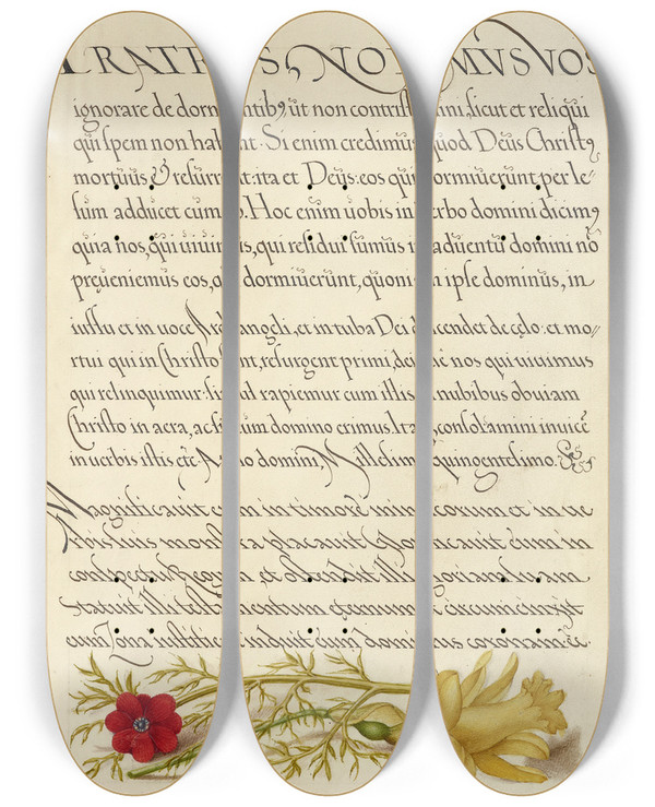 Triptych art skateboard deck of Joris Hoefnagel Pheasants Eye And Buttercup by Joris Hoefnagel (1542-1600)