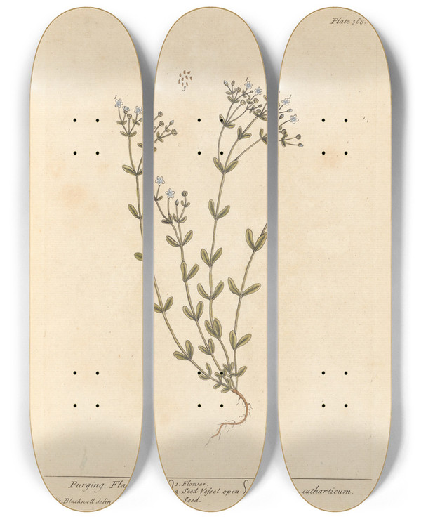 Triptych art skateboard deck of Elizabeth Blackwell Purging Flax by Elizabeth Blackwell (1707-1758)
