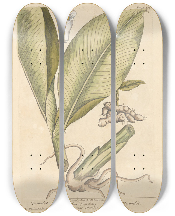 Triptych art skateboard deck of Elizabeth Blackwell Zerumbet by Elizabeth Blackwell (1707-1758)