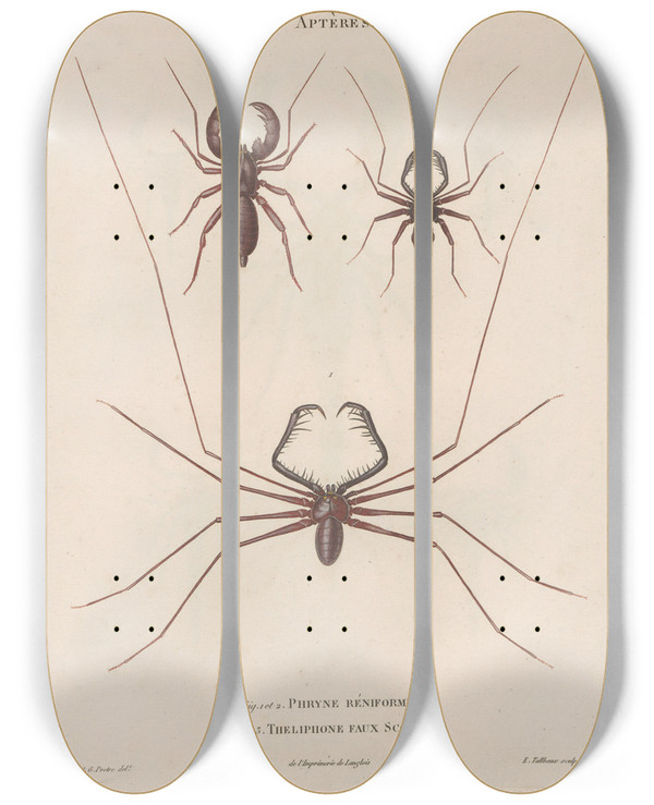 Triptych art skateboard deck of Jean Gabriel Pretre Insectes Recueillis En Afrique Et En Amrique Pl03 by Jean Gabriel Pretre (1768-1849)