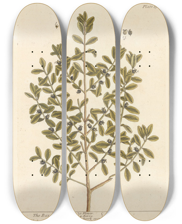 Triptych art skateboard deck of Elizabeth Blackwell The Box Tree by Elizabeth Blackwell (1707-1758)