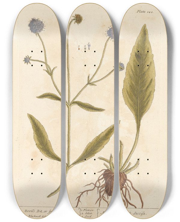 Triptych art skateboard deck of Elizabeth Blackwell Devils Bit Or Smooth Succisa by Elizabeth Blackwell (1707-1758)