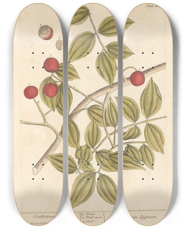 Triptych art skateboard deck of Elizabeth Blackwell Snakewood by Elizabeth Blackwell (1707-1758)