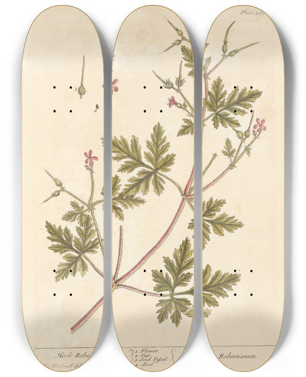 Triptych art skateboard deck of Elizabeth Blackwell Herb Robert by Elizabeth Blackwell (1707-1758)