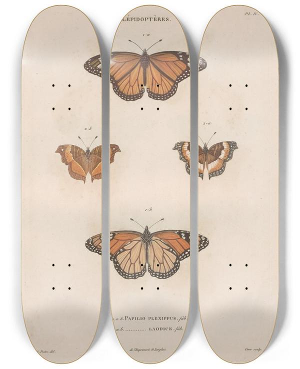 Triptych art skateboard deck of Jean Gabriel Pretre Insectes Recueillis En Afrique Et En Amrique Pl78 by Jean Gabriel Pretre (1768-1849)