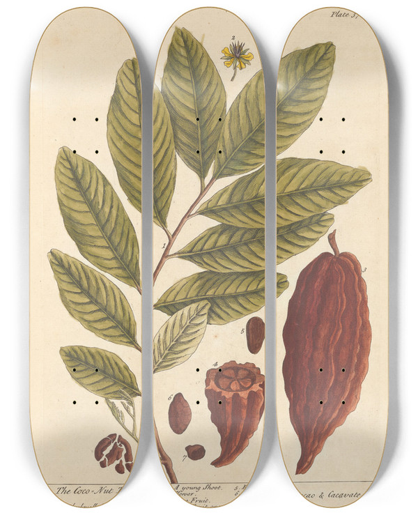 Triptych art skateboard deck of Elizabeth Blackwell The Coco Nut Tree by Elizabeth Blackwell (1707-1758)