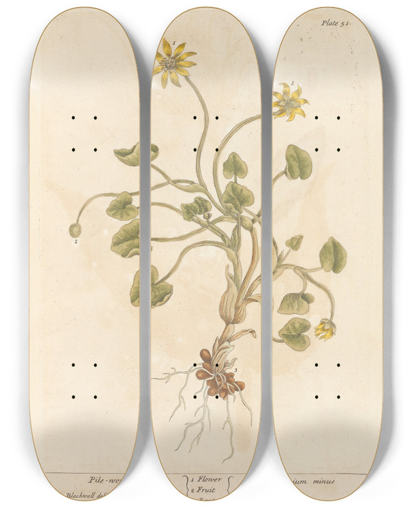 Triptych art skateboard deck of Elizabeth Blackwell Pilewort by Elizabeth Blackwell (1707-1758)