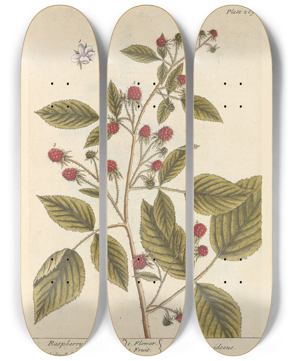 Triptych art skateboard deck of Elizabeth Blackwell Raspberry Bush by Elizabeth Blackwell (1707-1758)