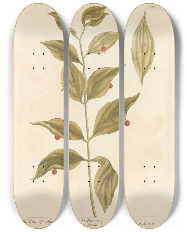 Triptych art skateboard deck of Elizabeth Blackwell The Bay Of Alexandria by Elizabeth Blackwell (1707-1758)
