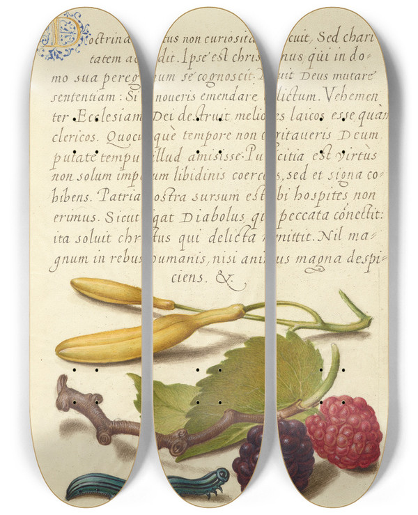 Triptych art skateboard deck of Joris Hoefnagel Hyacinth Black Mulberry And Caterpillar by Joris Hoefnagel (1542-1600)