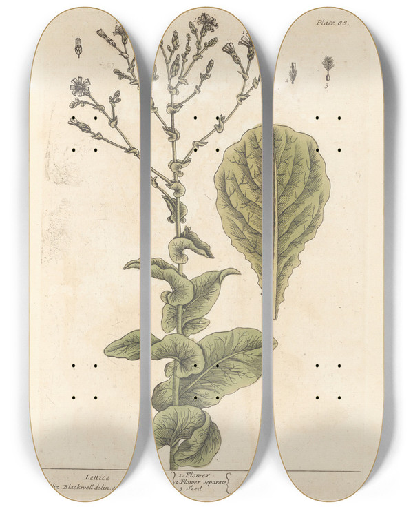 Triptych art skateboard deck of Elizabeth Blackwell Lettice by Elizabeth Blackwell (1707-1758)