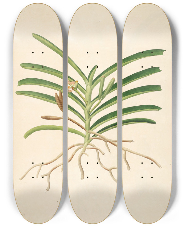Triptych art skateboard deck of William Roxburgh Plants Of The Coast Of Coromandel Pl043 by William Roxburgh (1751-1815)