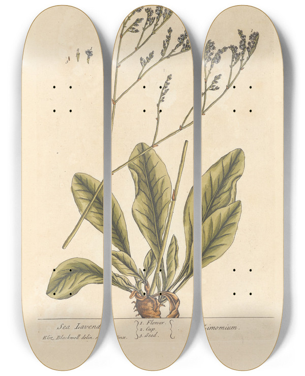 Triptych art skateboard deck of Elizabeth Blackwell Sea Lavender by Elizabeth Blackwell (1707-1758)