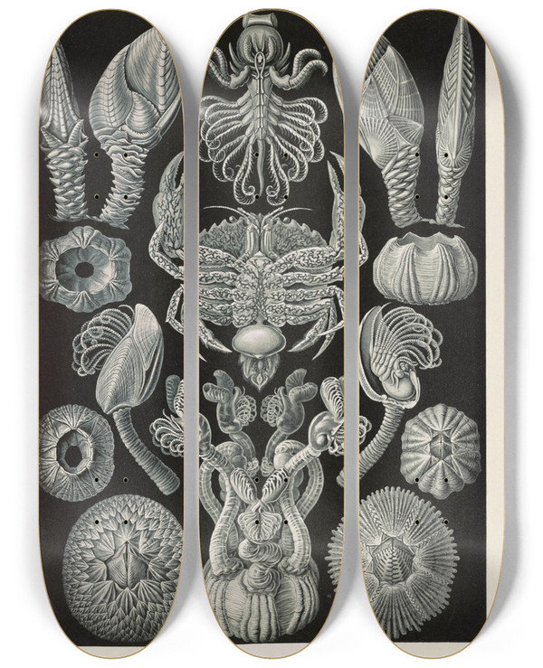 Triptych art skateboard deck of Ernst Haeckel Cirripedia Rankenkreble by Ernst Haeckel (1834-1919)