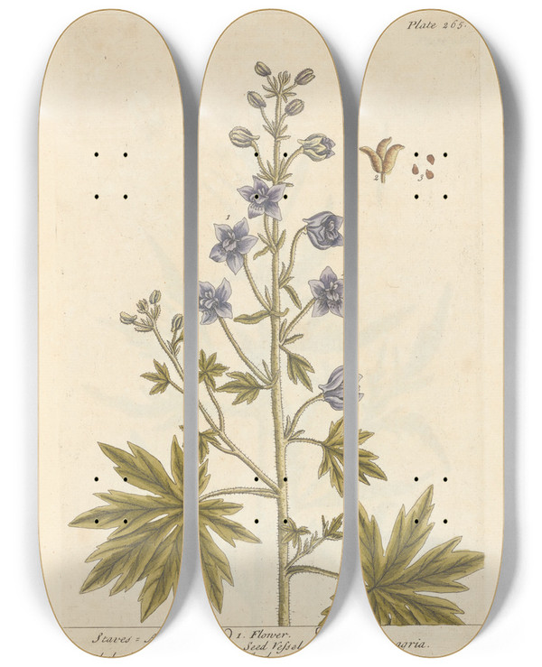 Triptych art skateboard deck of Elizabeth Blackwell Staves Acre by Elizabeth Blackwell (1707-1758)