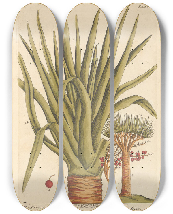 Triptych art skateboard deck of Elizabeth Blackwell The Dragon Tree by Elizabeth Blackwell (1707-1758)